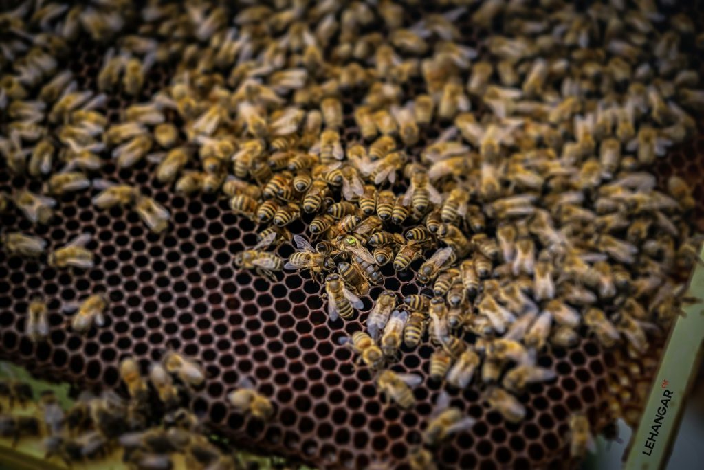 Savez-vous à quoi sert la cire d’abeille ?